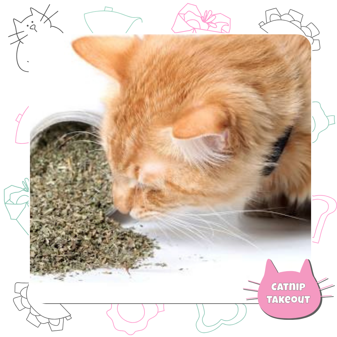 Catnip-Cat-Toy-Organic-CatnipTakeout;an orange tabby cat sniffing a pile of dried catnip herbs