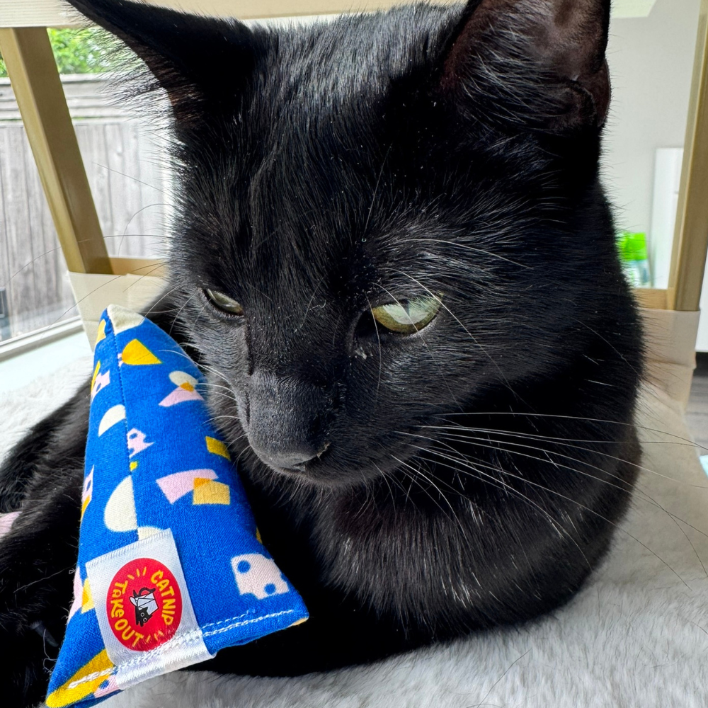 Black cat resting beside a blue cheese cat toy filled with catnip for interactive indoor play