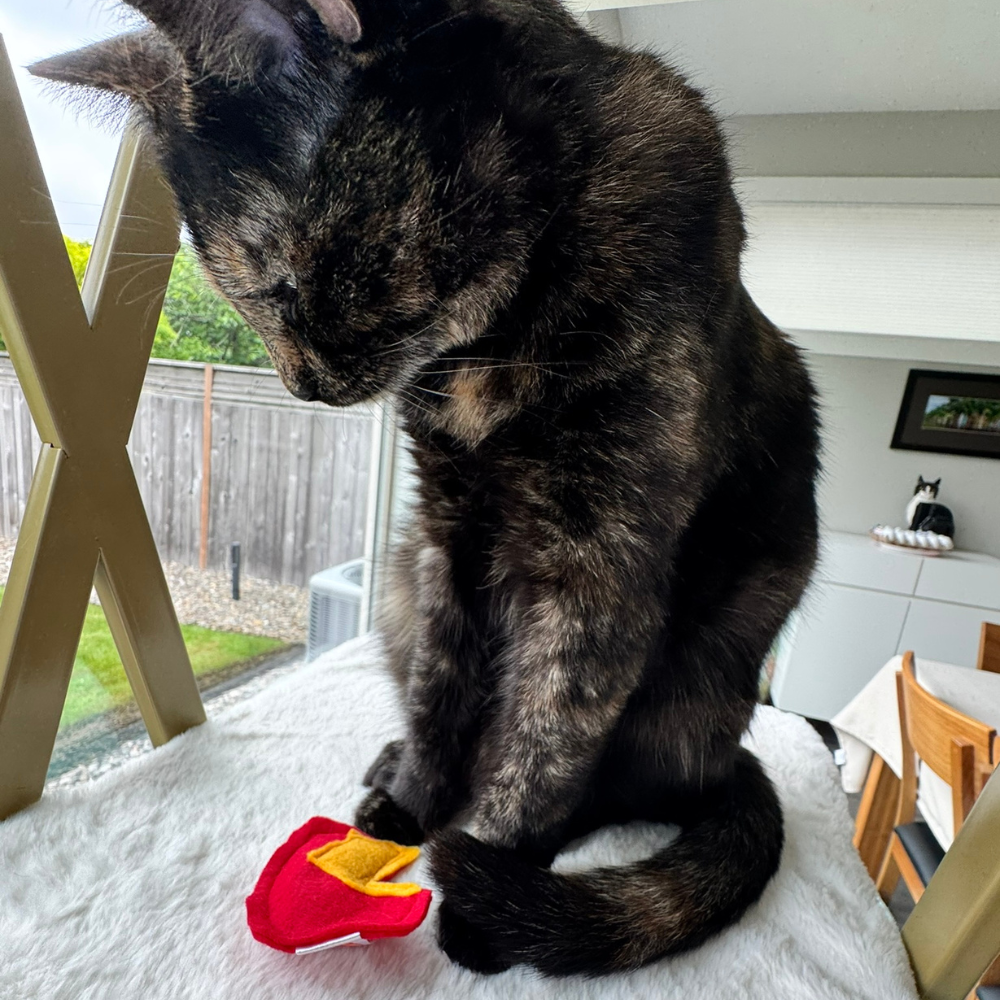 Tortoiseshell cat sitting beside a cheese wheel cat toy filled with catnip for indoor enrichmen