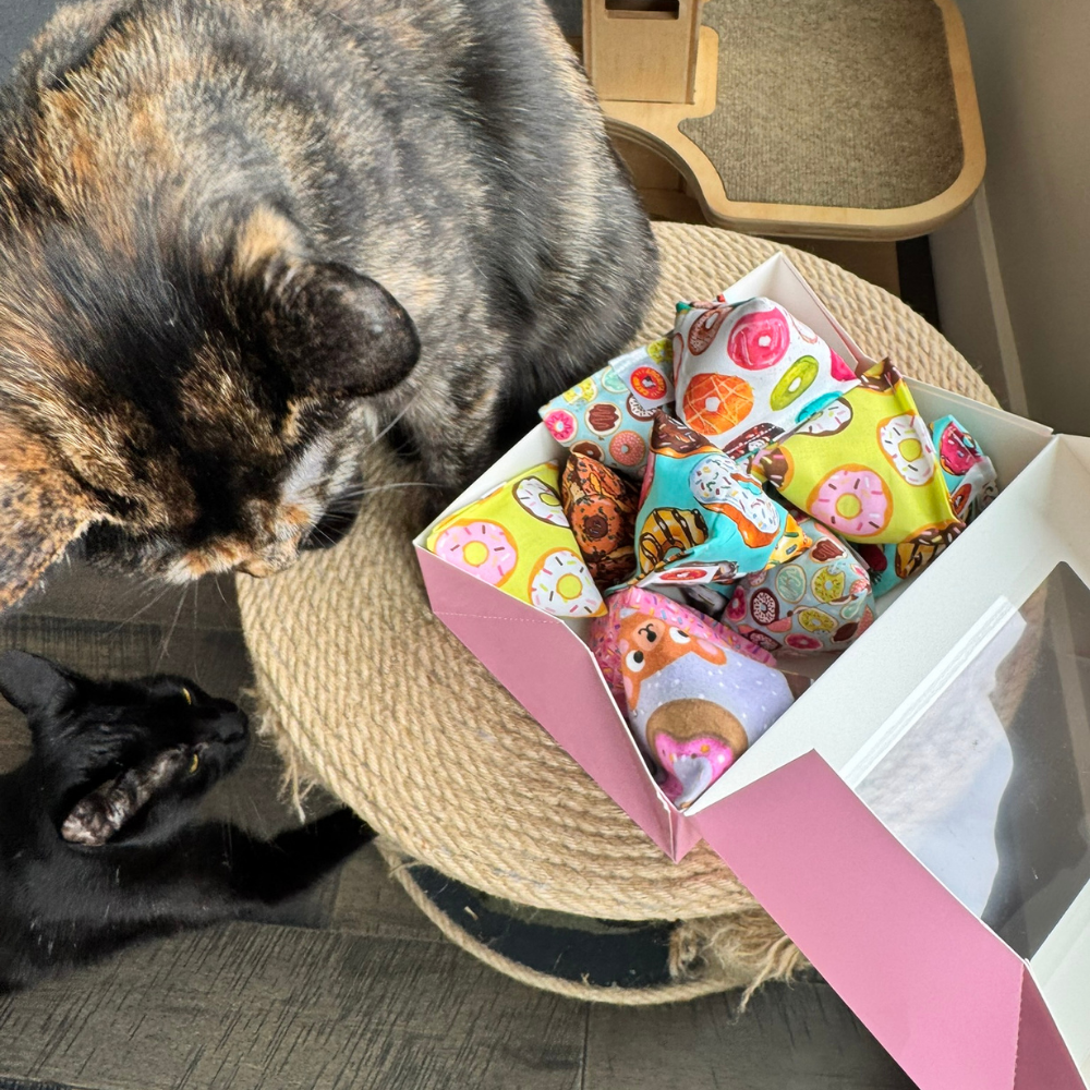 Tortoiseshell and black cat beside a box of donut cat toys showing cat-approved interactive play