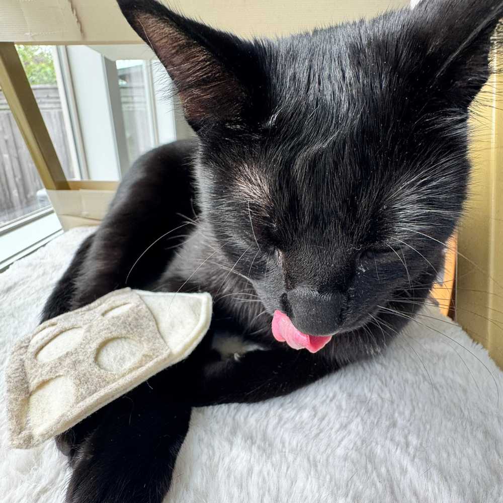 Black cat playing beside a swiss cheese cat toy filled with catnip for interactive indoor play