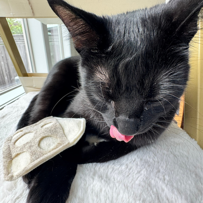 Black cat playing beside a swiss cheese cat toy filled with catnip for interactive indoor play
